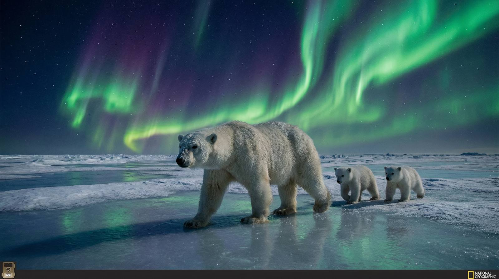 海角社区北极熊视频